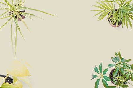 Foliage plant, white backgroundの写真素材