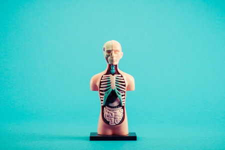 Mannequin