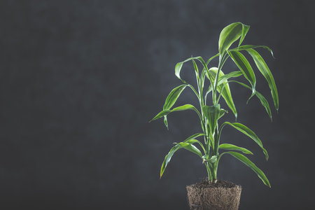Plant growth