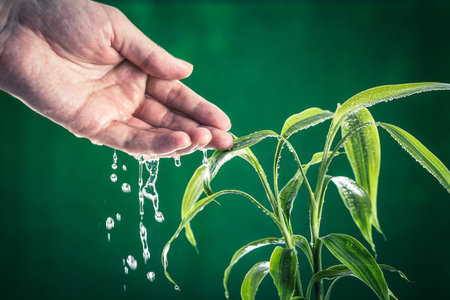 hands of man who has given water to plant