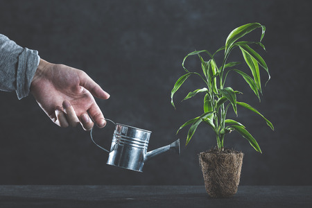 Water and plantの写真素材