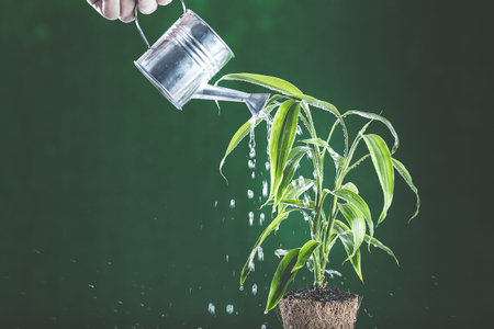 Water and plant