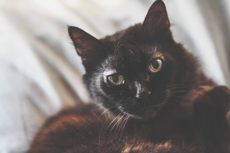 Black catの写真素材
