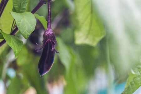 Eggplantの写真素材