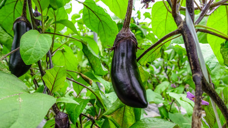 Eggplantの写真素材