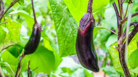 Eggplantの写真素材