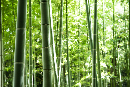 Bamboo forestの写真素材