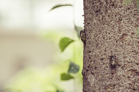 Cicada and treeの写真素材