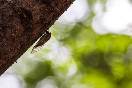 Cicada and treeの写真素材