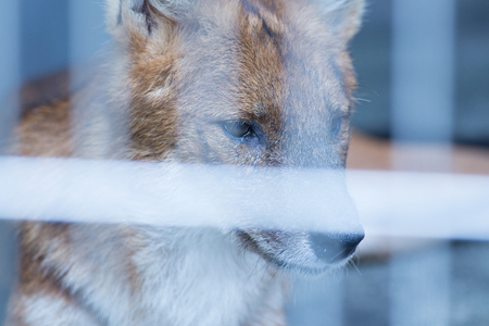 Animal in a cageの写真素材