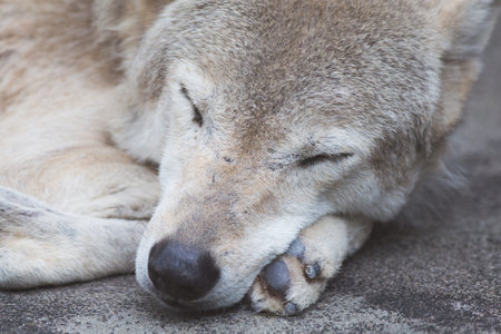 Wolf sleepingの写真素材