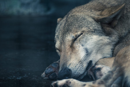 Wolf sleepingの写真素材
