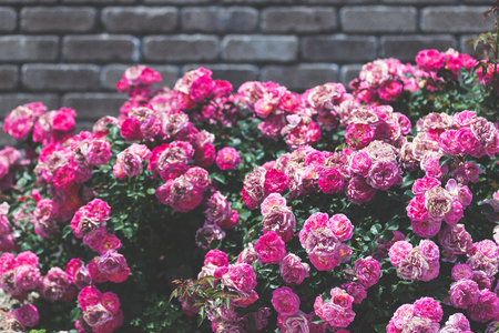 Rosesの写真素材