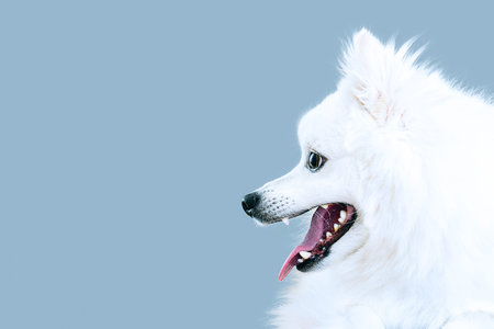 white dog