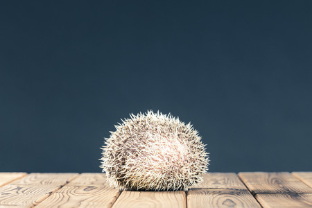 Hedgehogの写真素材