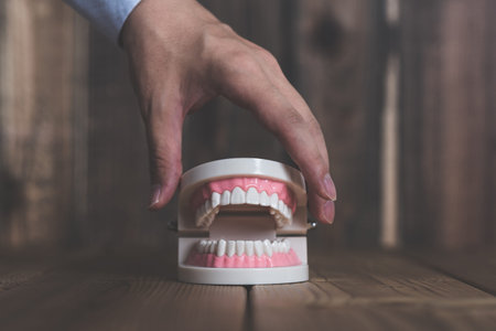 Model of teeth