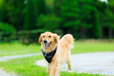 Golden retrieverの写真素材