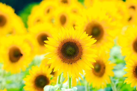 Sunflower fieldの写真素材
