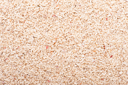 shellの写真素材