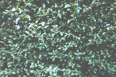 Plant on the groundの写真素材