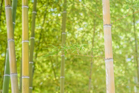 Bamboo fieldの写真素材