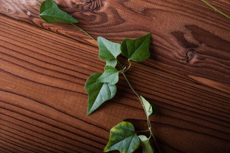 Plant on the wooden backgroundの写真素材