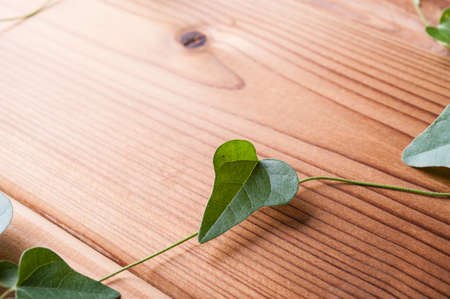 Plant on the wooden backgroundの写真素材