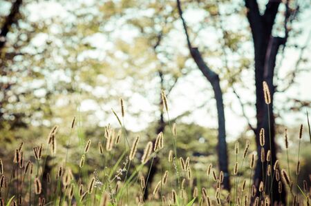 Plantの写真素材
