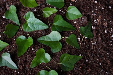 Leaves on the groundの写真素材