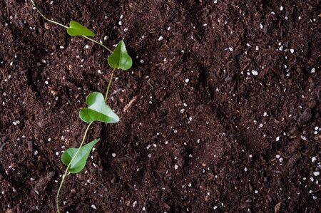 Leaves on the groundの写真素材