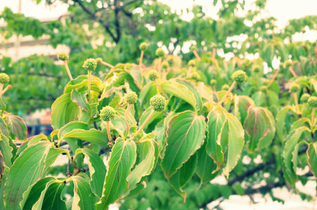 Leavesの写真素材