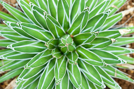 Close up of green plantの写真素材