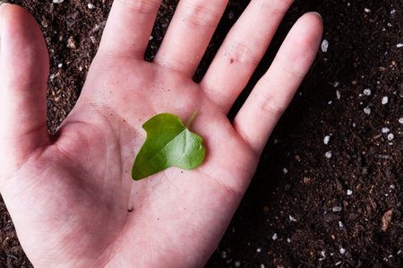 Hand with leaves on the ground backgroundの写真素材