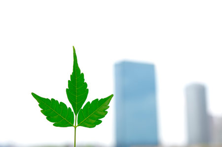 Leaves with city background