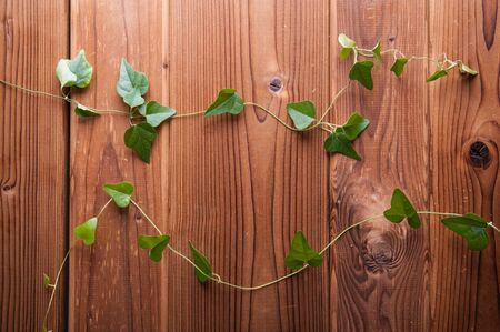 Leaves on the wooden backgroundの写真素材