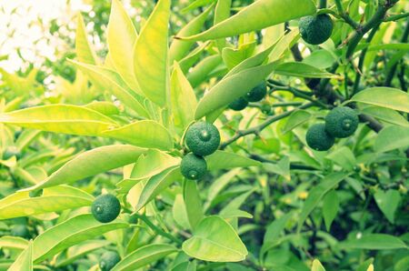 Close up of green leavesの写真素材