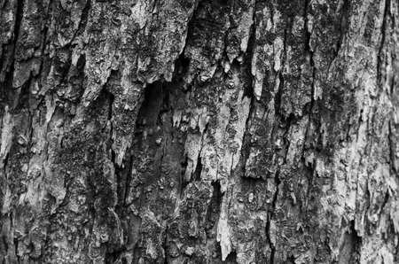 Old wooden textureの写真素材