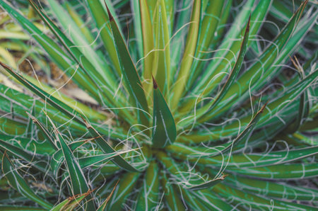 Close up of green leavesの写真素材