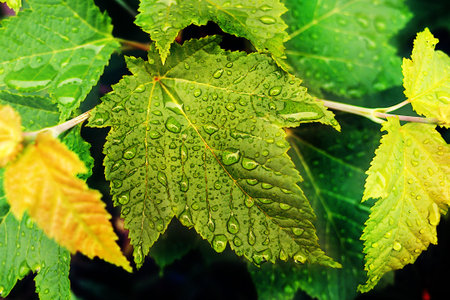 Close up of green leaves
