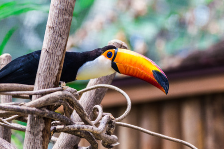 Toucanの写真素材
