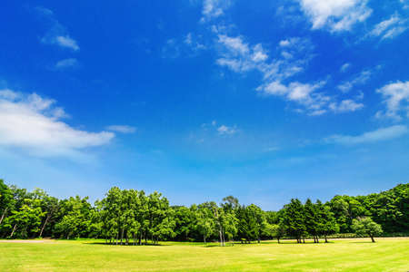 Grass and skyの写真素材