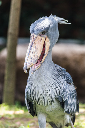 shoebillの写真素材