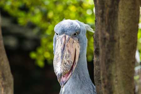 shoebillの写真素材