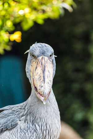 shoebillの写真素材