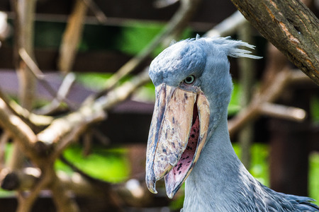 shoebillの写真素材