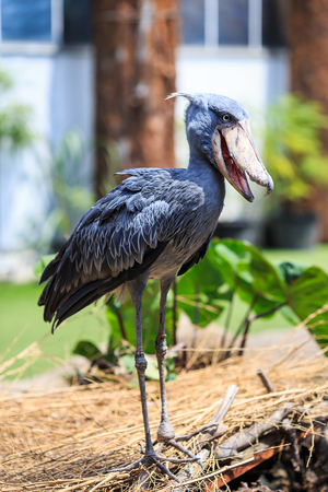 shoebillの写真素材