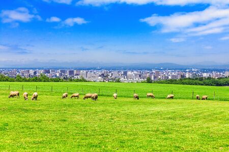 Grass and skyのeditorial素材