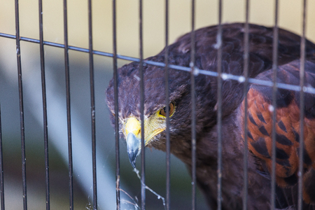 eagleの写真素材