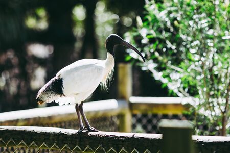 craneの写真素材