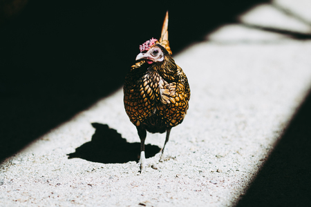 chickenの写真素材